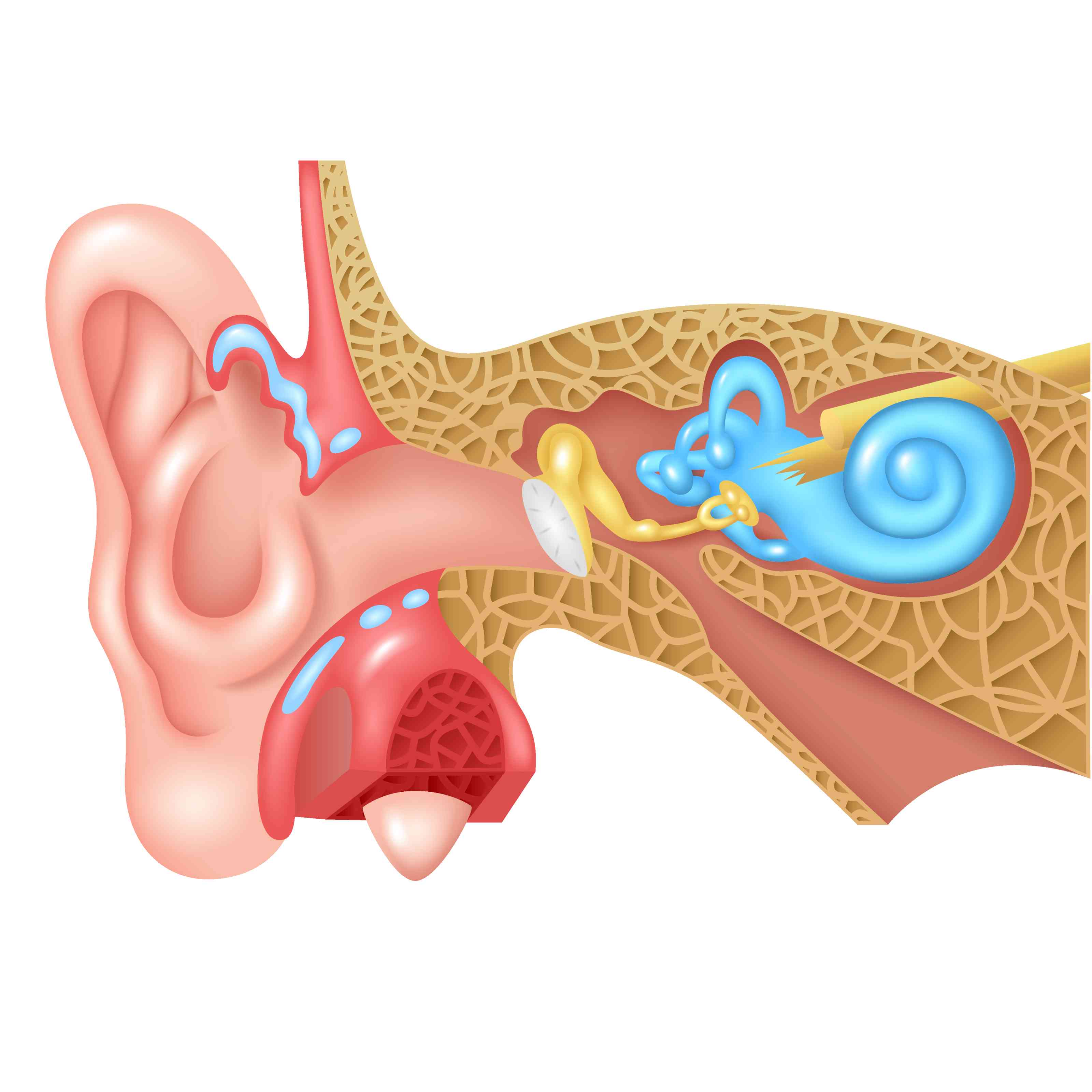 Anal Abscess